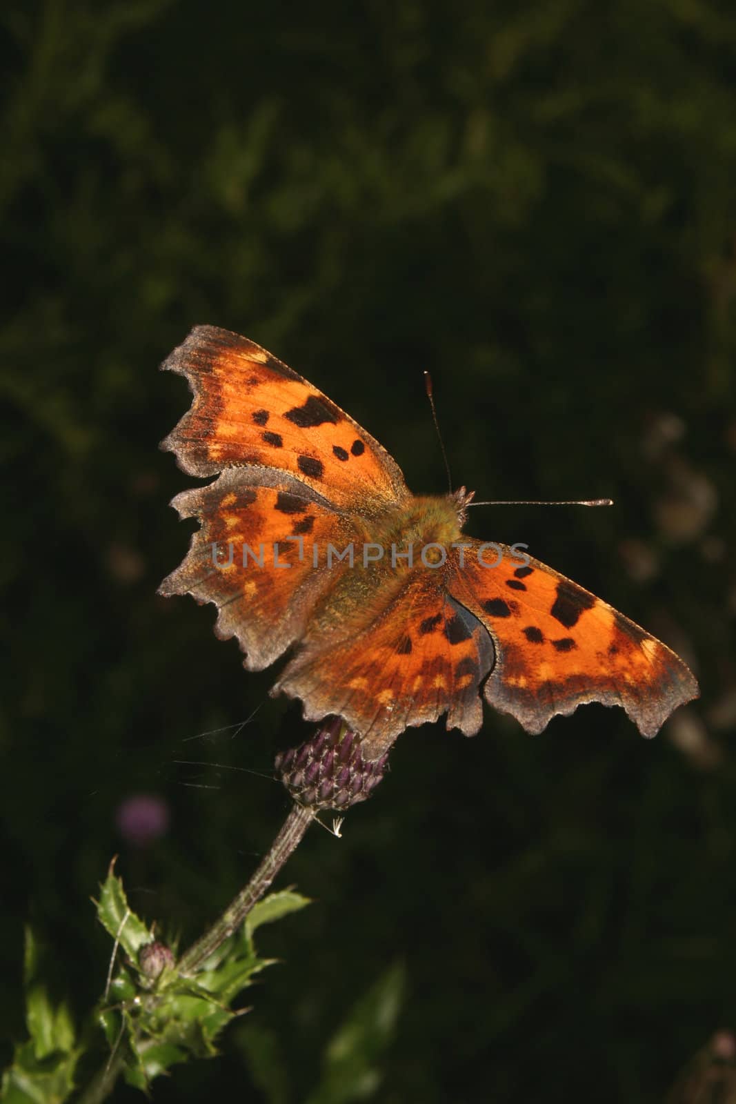 Comma (Polygonia c-album) on a flower