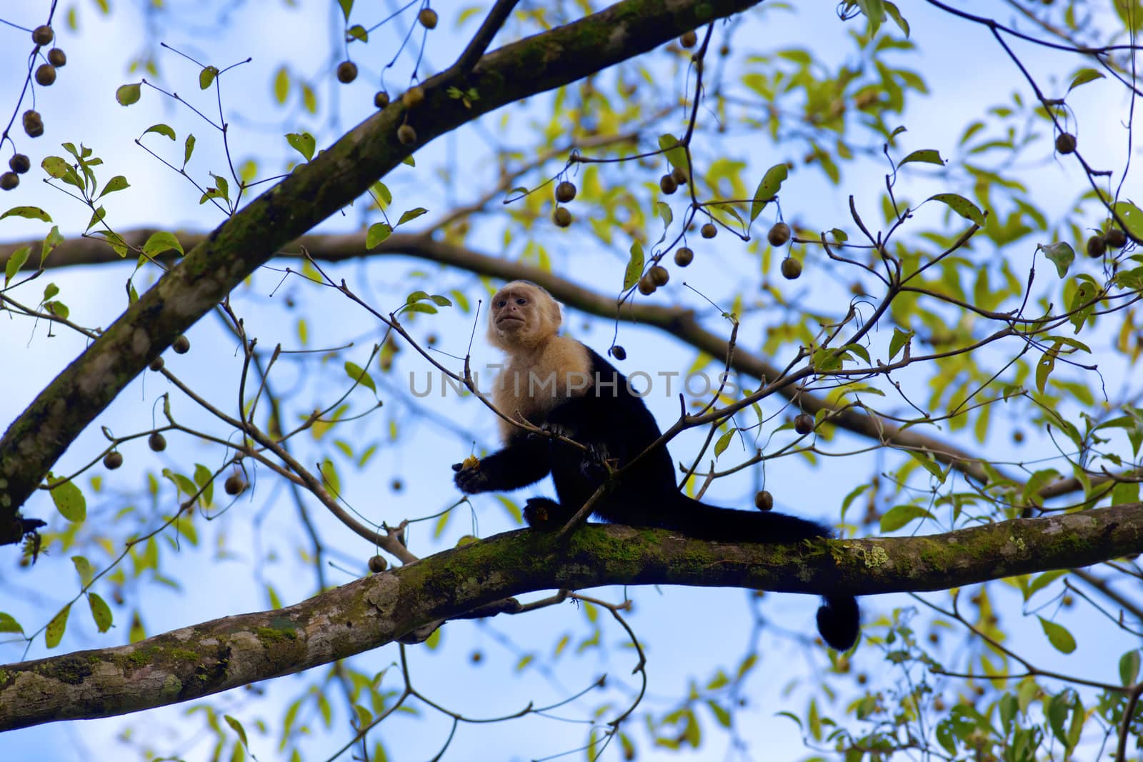 White faced Capuchin sitting in a tree, with blue sky in the background