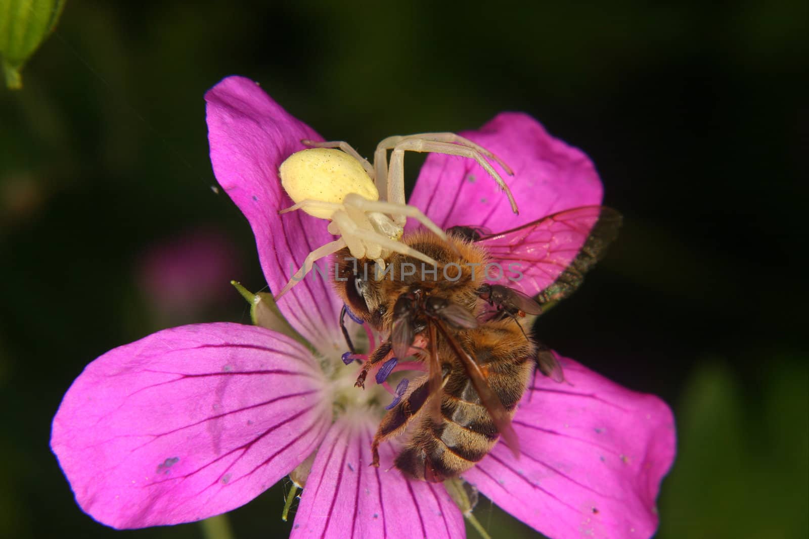 Goldenrod  crab spider (Misumena vatia)  - Female on a flower with a captured bee