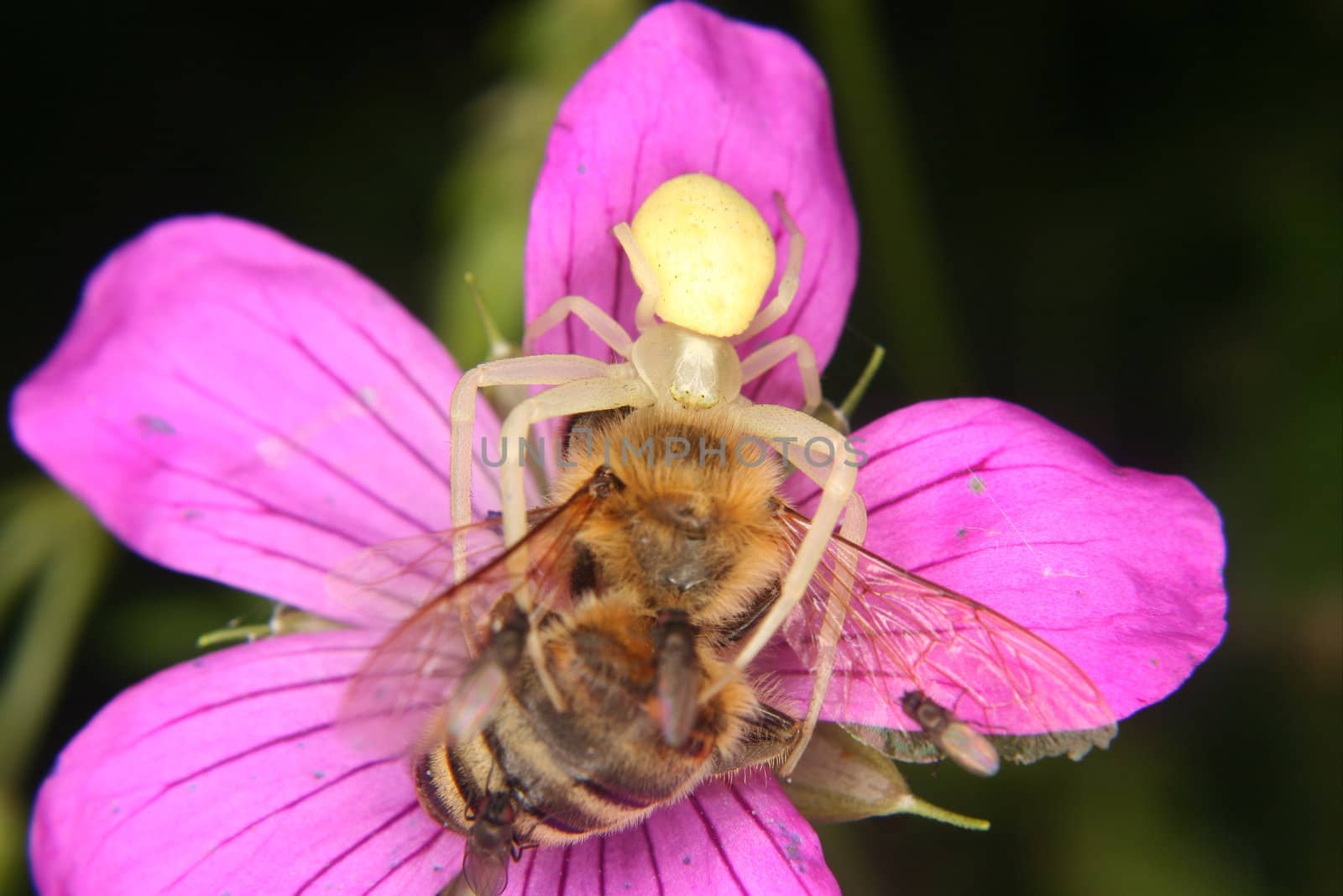 Goldenrod  crab spider (Misumena vatia)  - Female on a flower with a captured bee