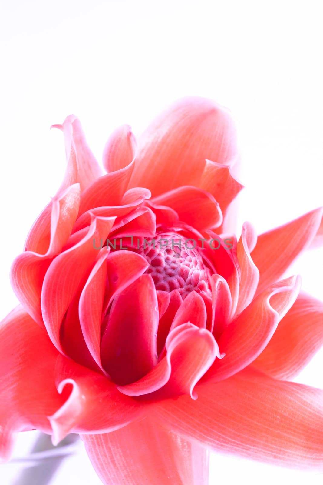 close up pink Etlingera elatior 
on white background