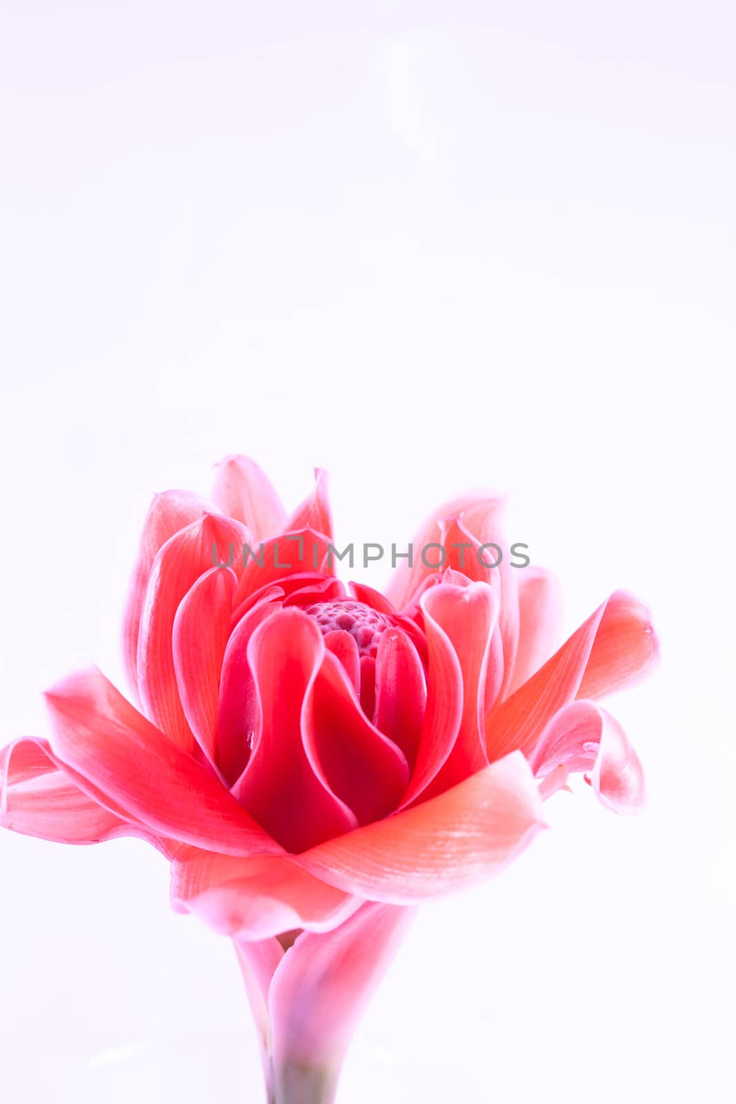 close up pink Etlingera elatior by pigdevilphoto