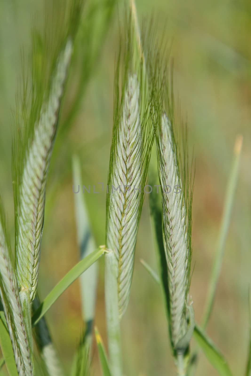 Closeup photo of rye stems and ears