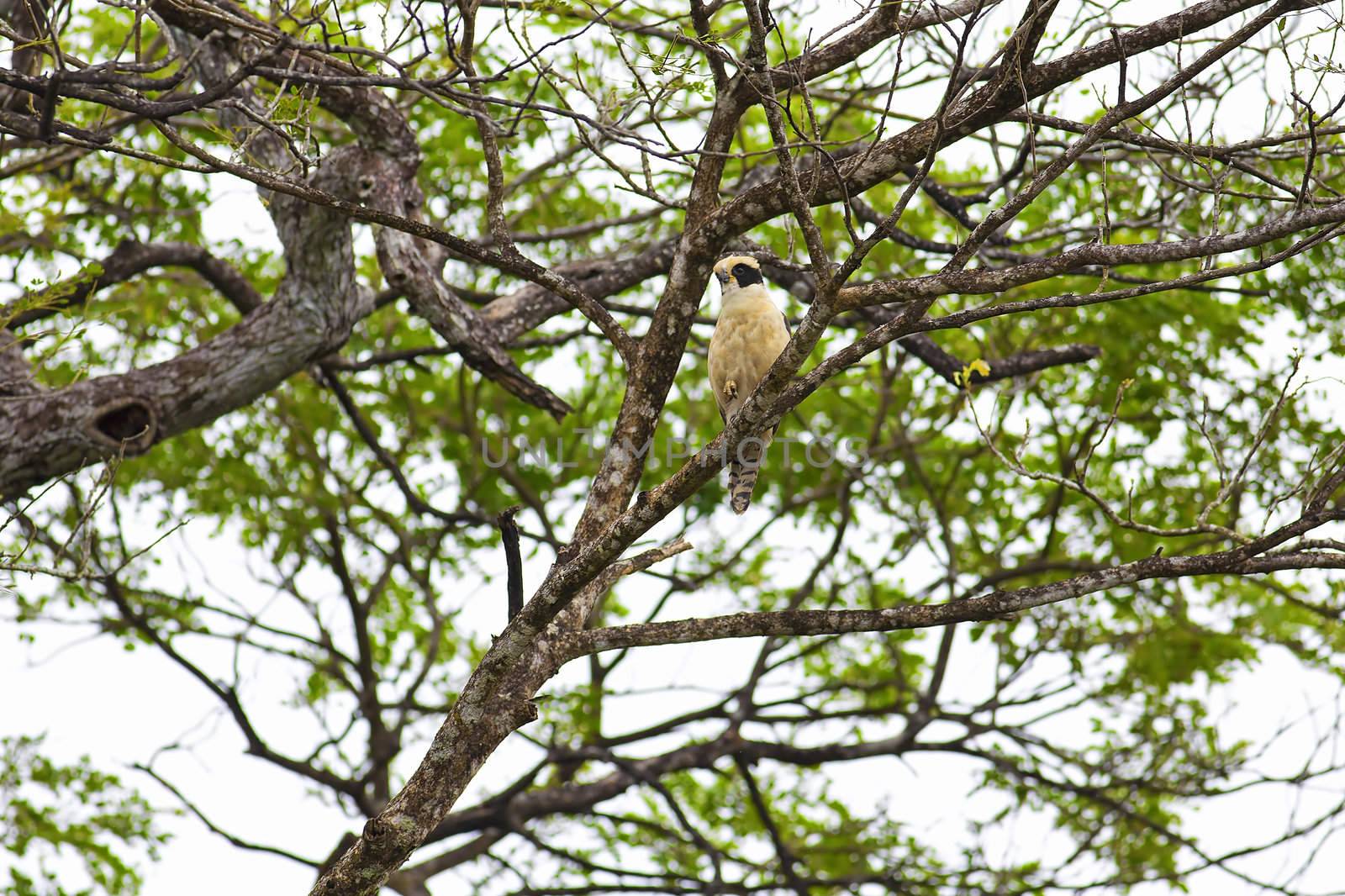 A laughing falcon in the trees on a rainy day, Costa Rica
