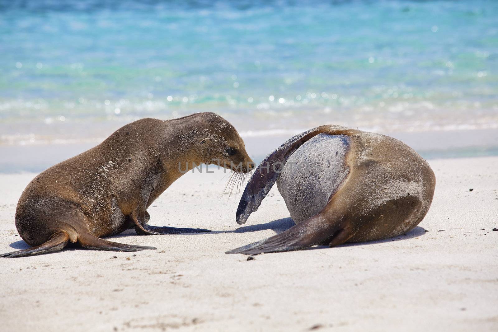 Young Sea Lion wants to play with his sleeping mommy, Santa Fe, Galapagos