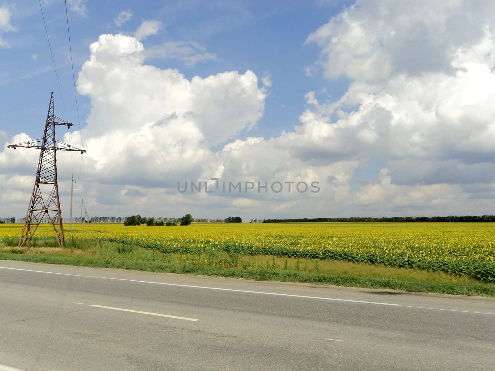 Landscape with sunflowers by Julialine
