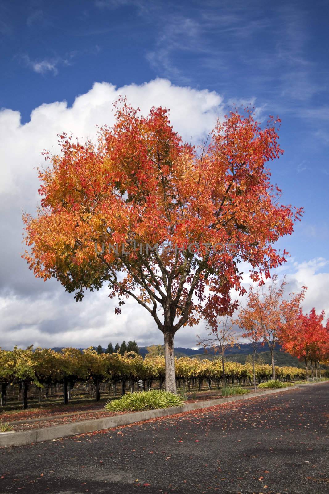 A vineyard and autumn colored trees around a road