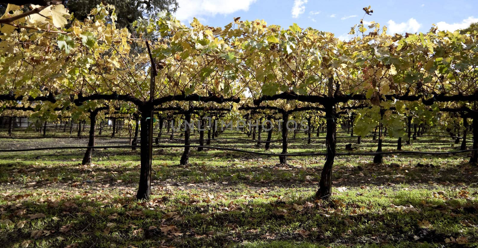 A close view of several grape vines used to make wine