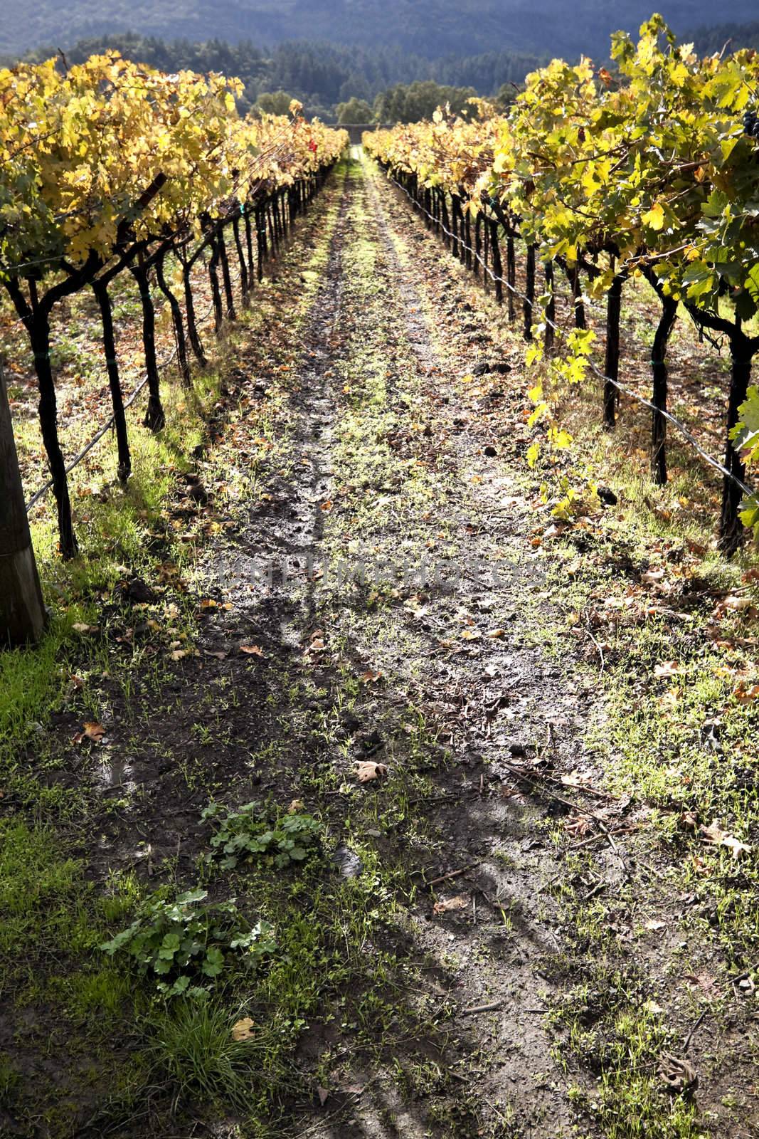 A pathway between two rows of grape vines
