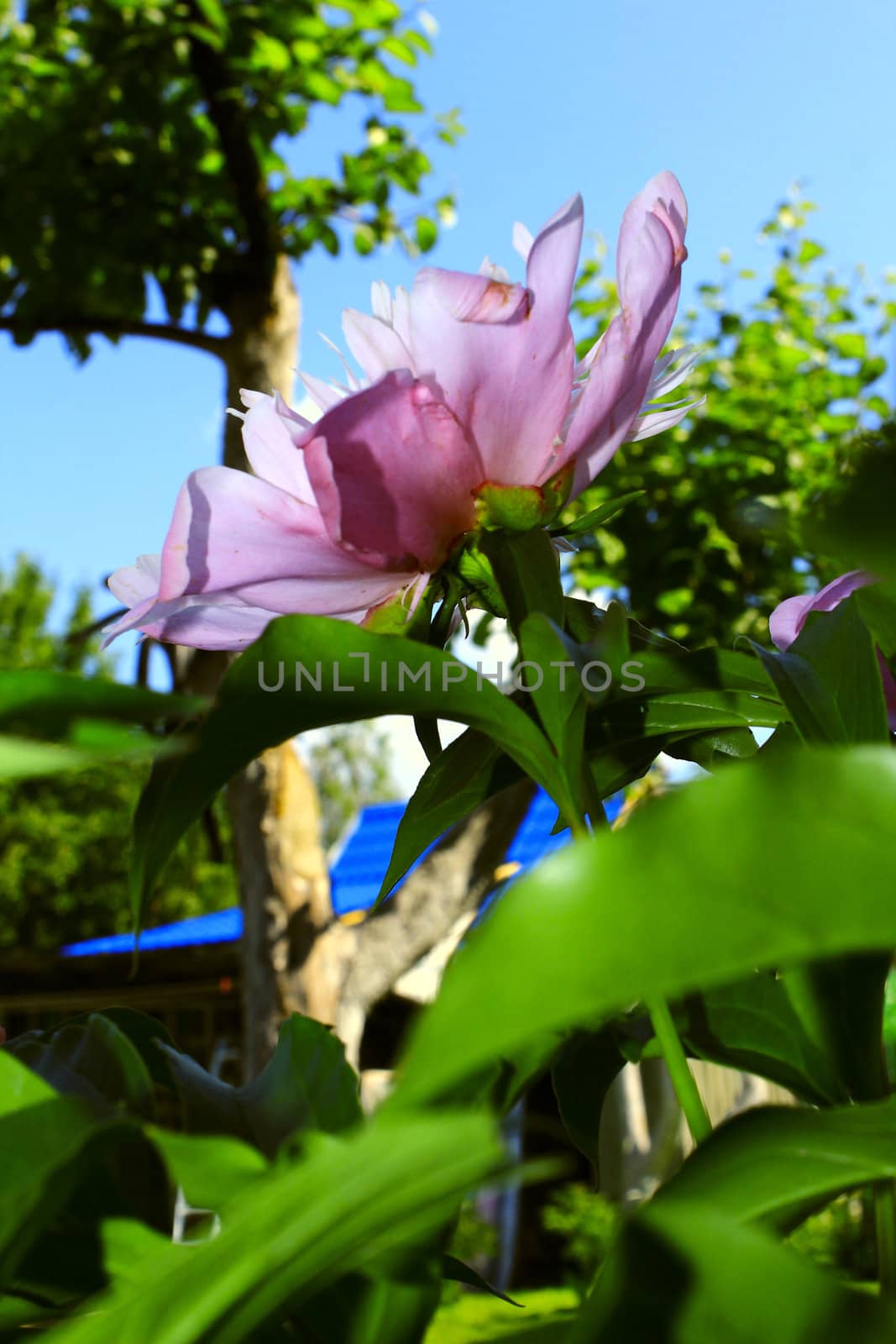 a violet flower on the sky background