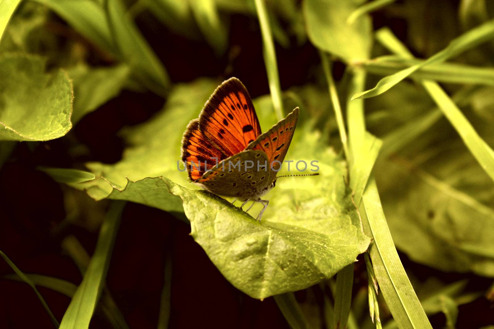 a butterfly in the grass