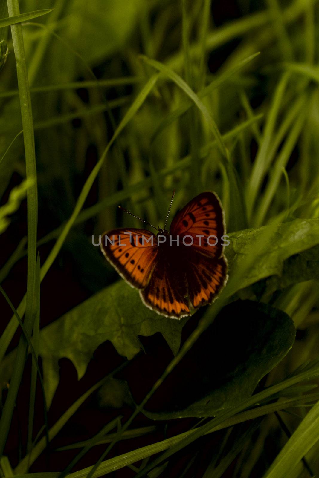 a butterfly in the grass