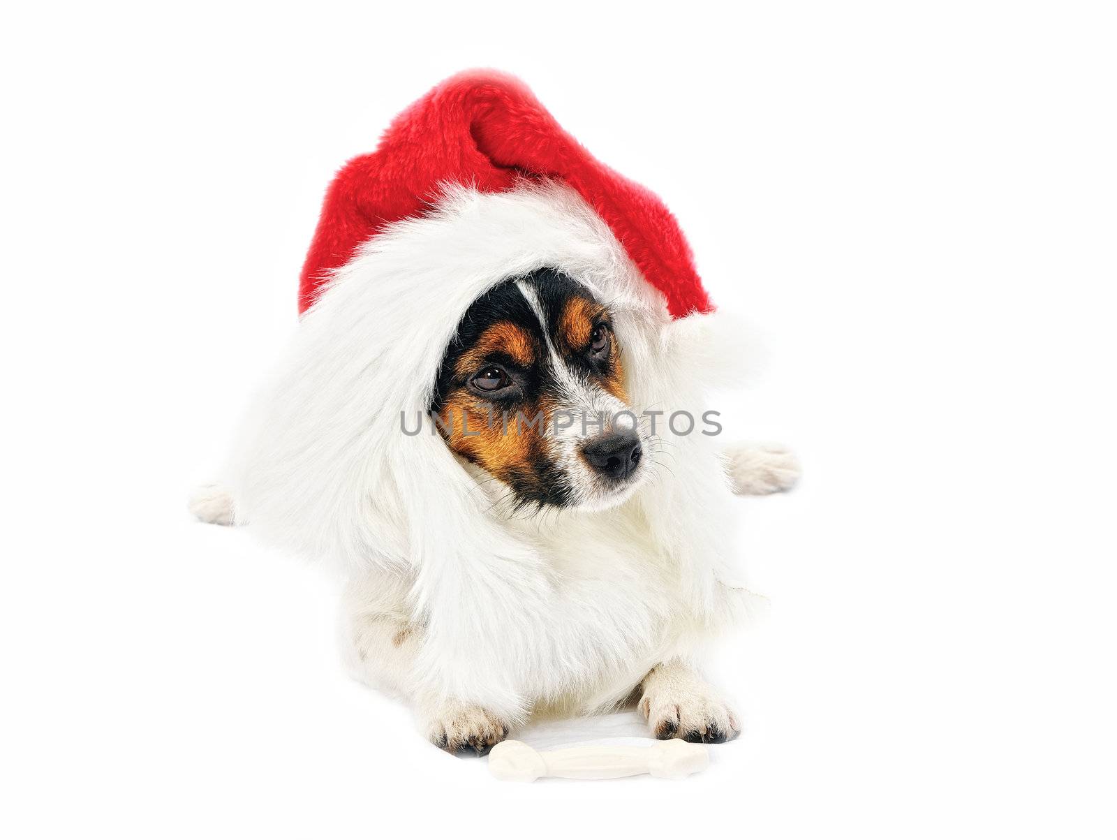 Jack Russell Terrier. Portrait of dog in red Christmas hat. Isolated on a white background