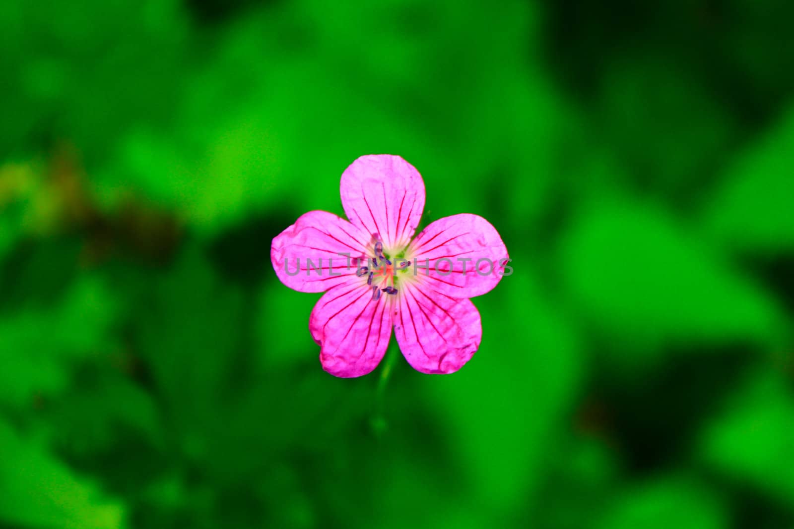 a pink flower on the black background