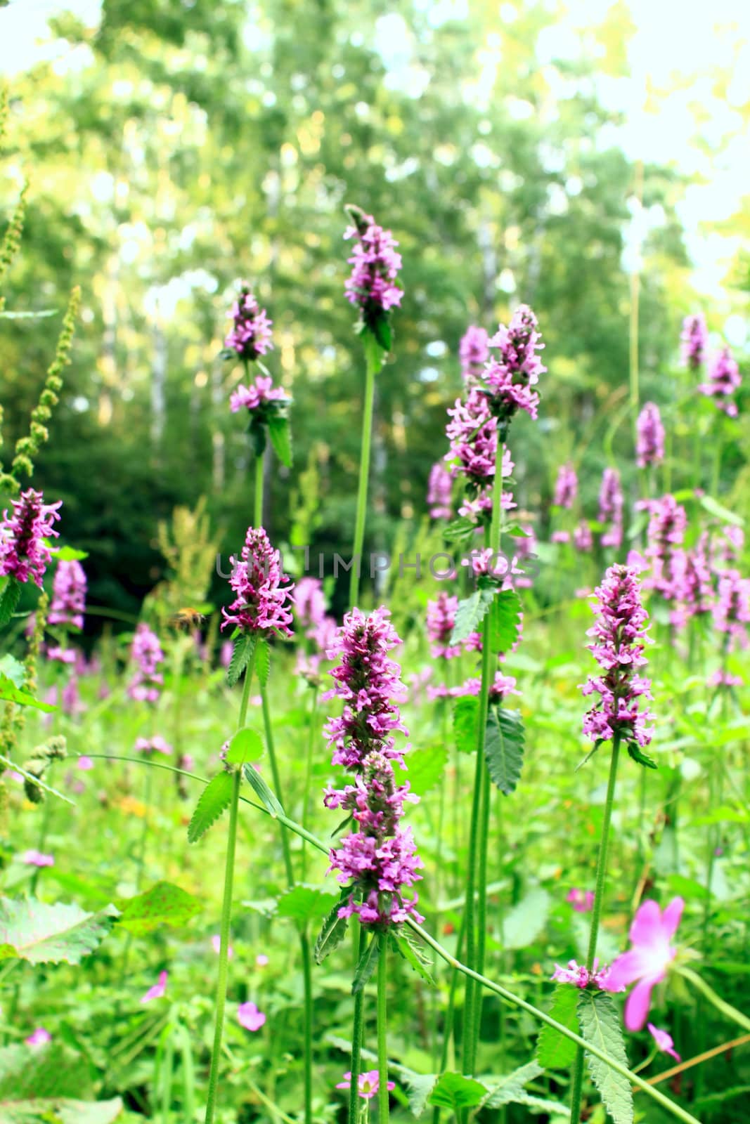 a lot of flowers on the green background