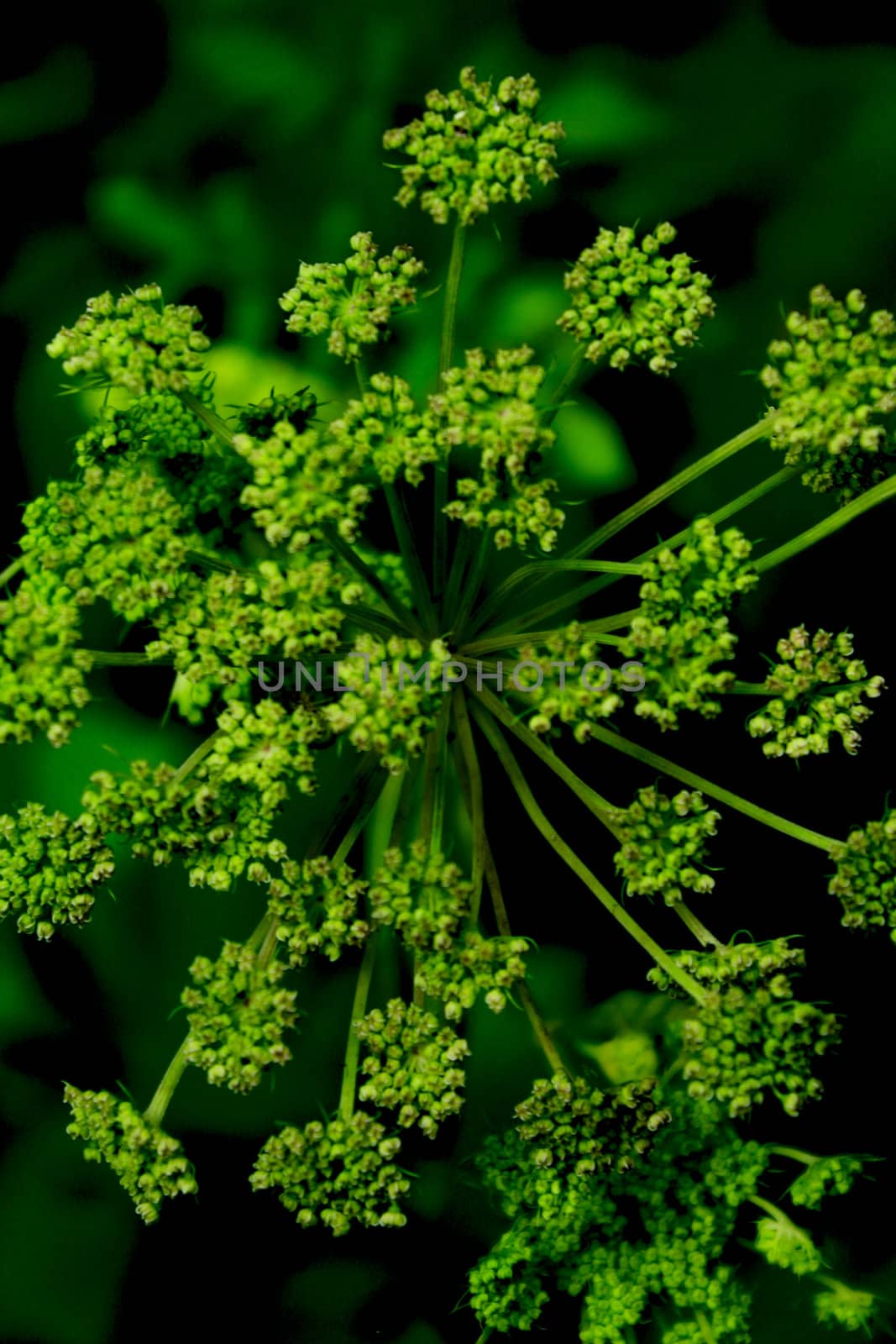 a green flower on the black background