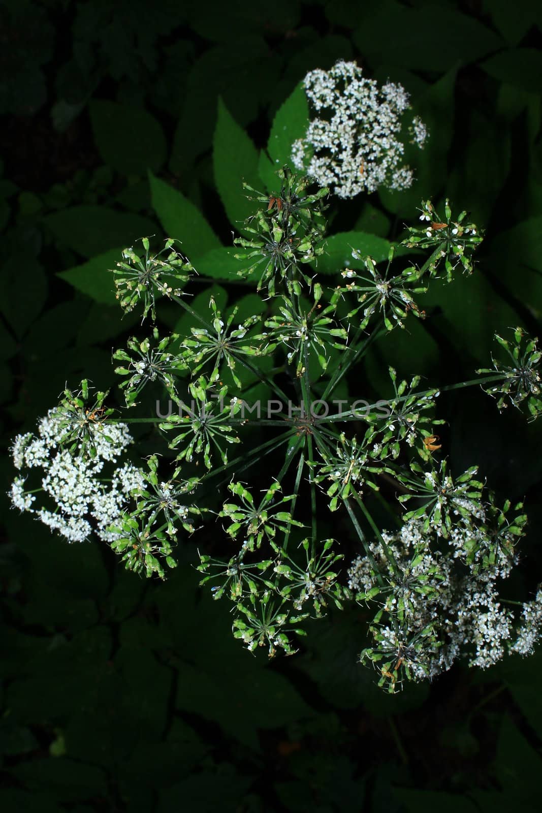 a white flower on the green background