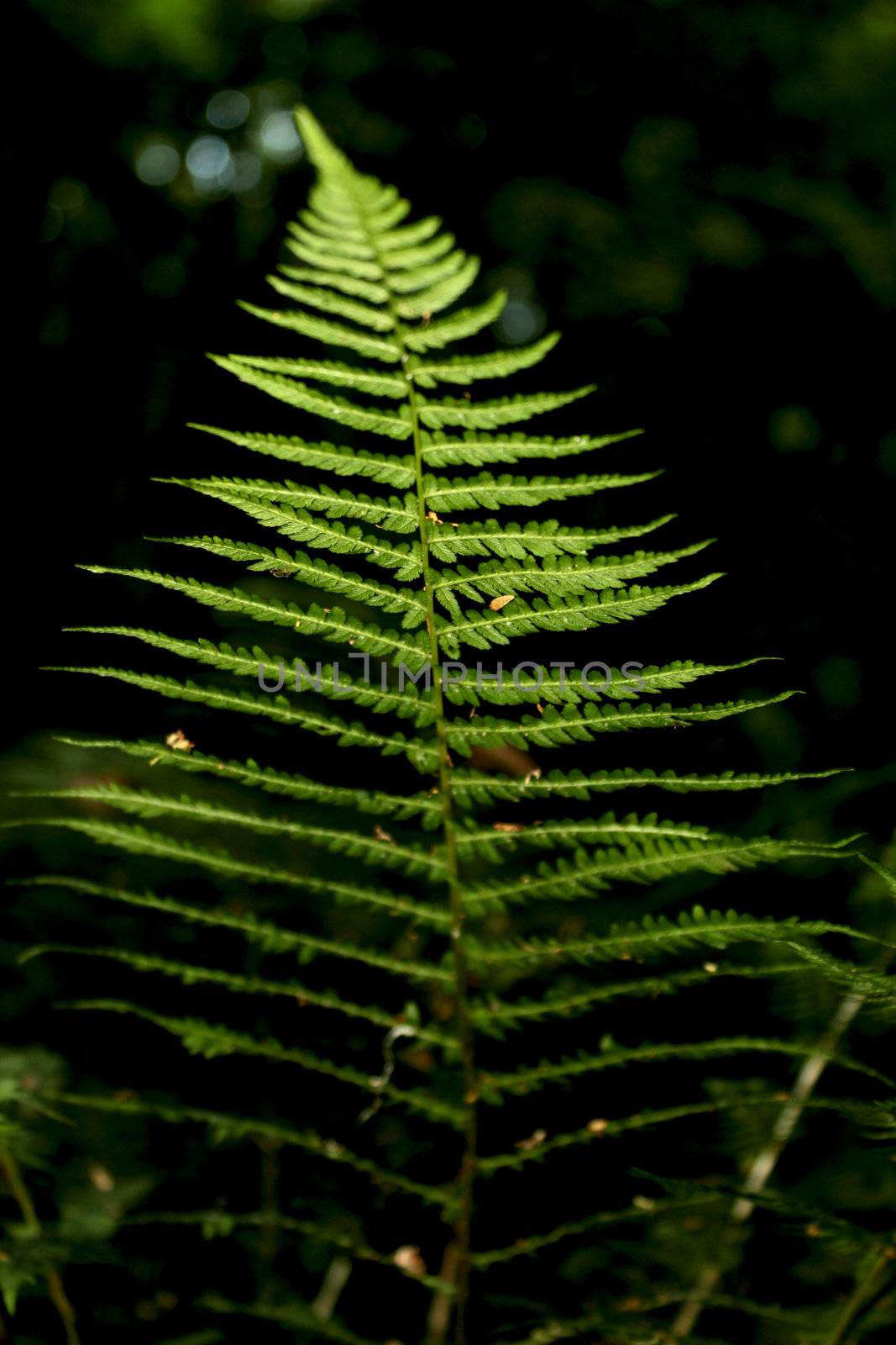 a fern on the dark background in the forest