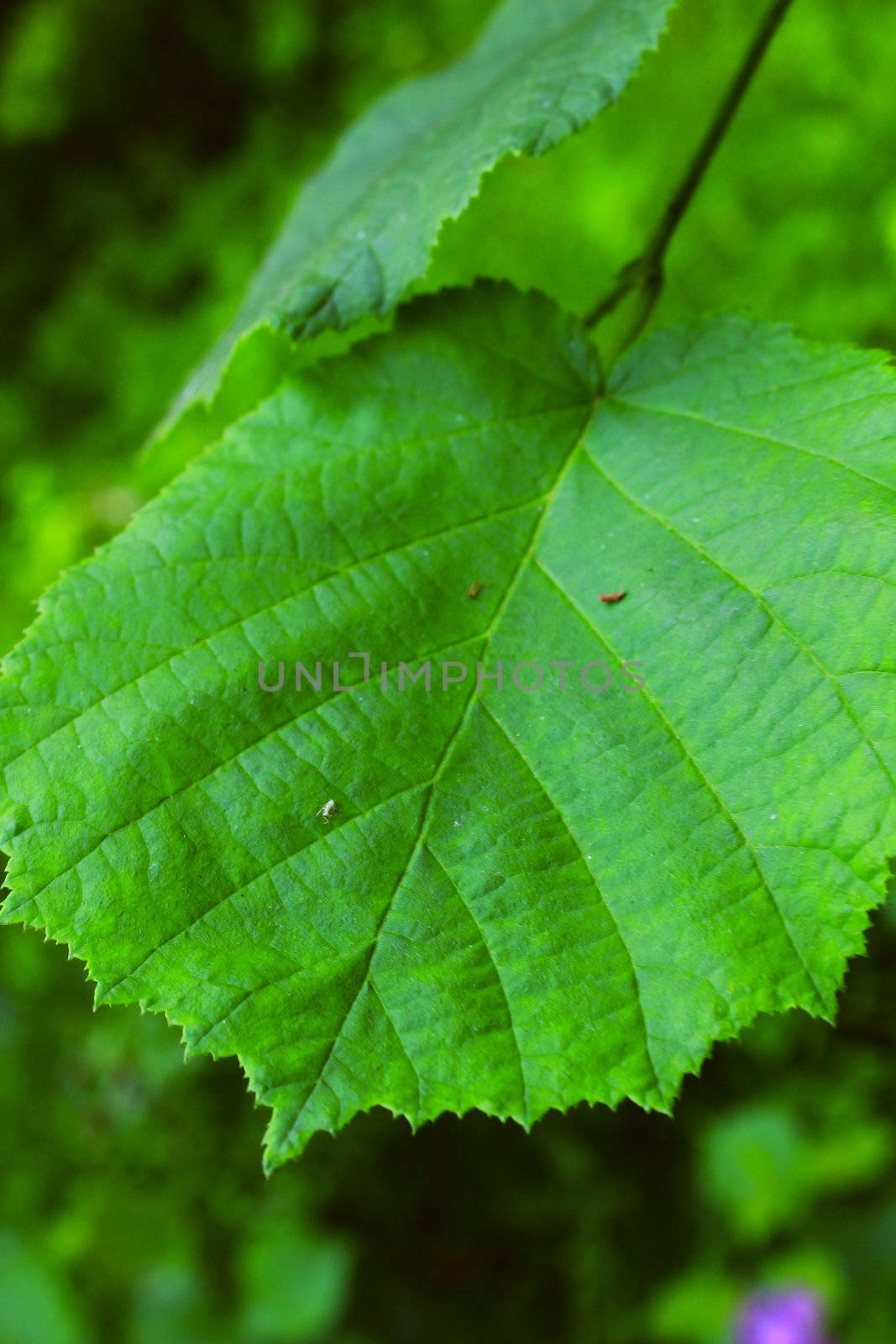 a green leaf on the green background