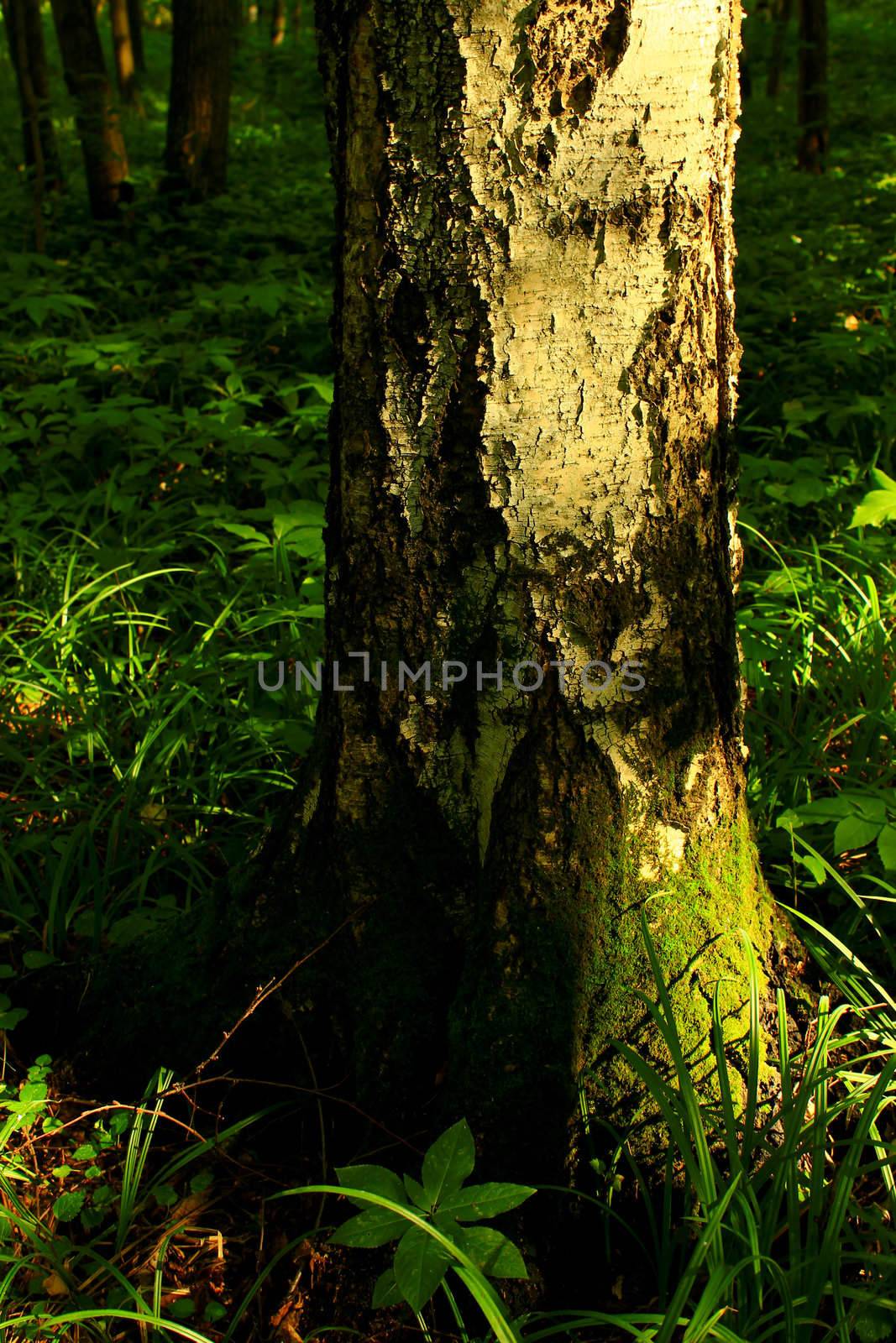a birch by Teosar