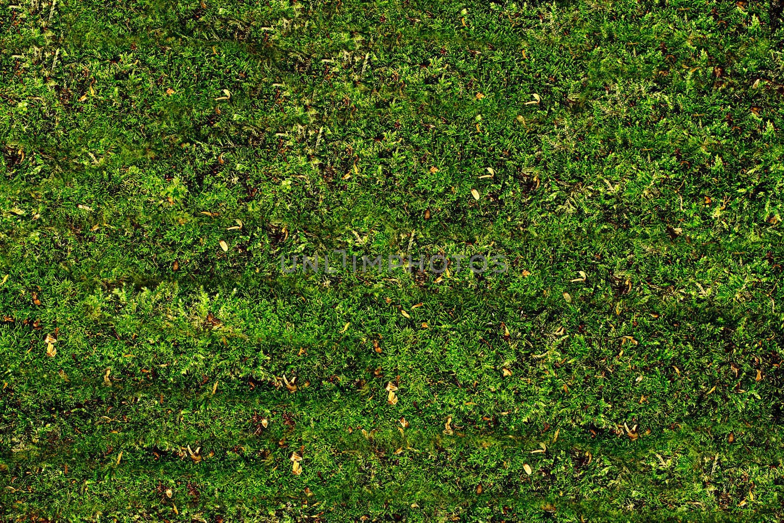 green grass or moss