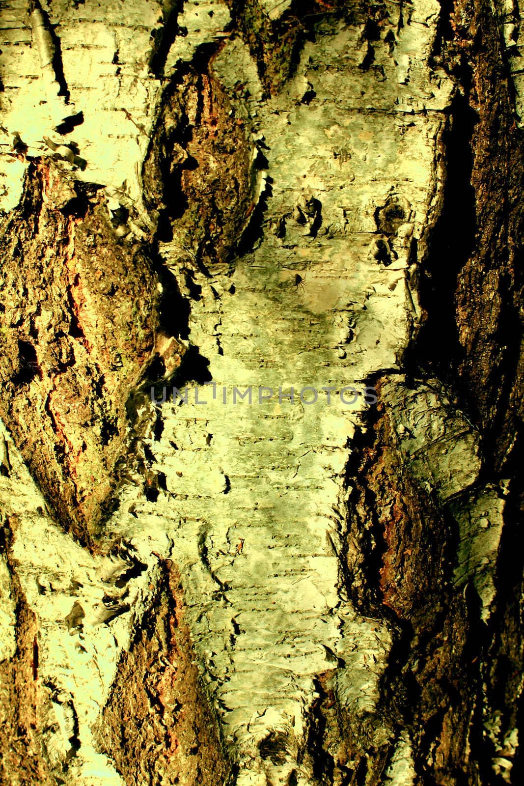 rind of a birch by Teosar