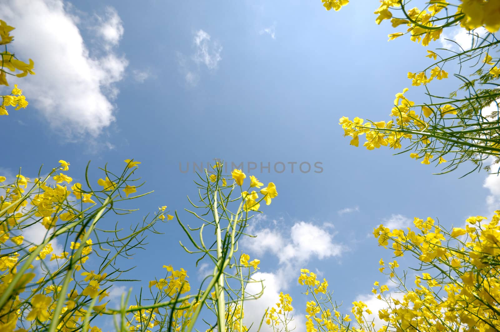 Yellow rape and blue and cloudy sky.