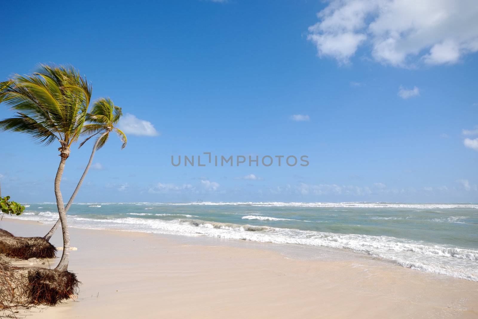 Beach in the tropical caribbean with palms and white sand