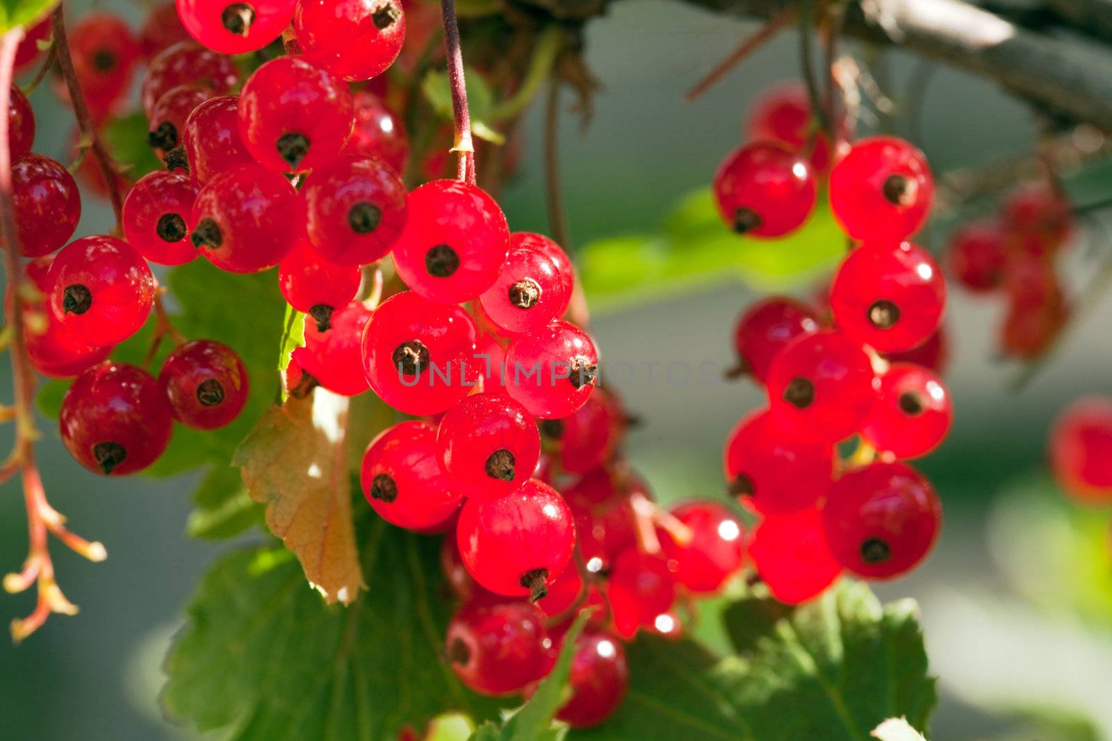 Ripe red currant in sunlight