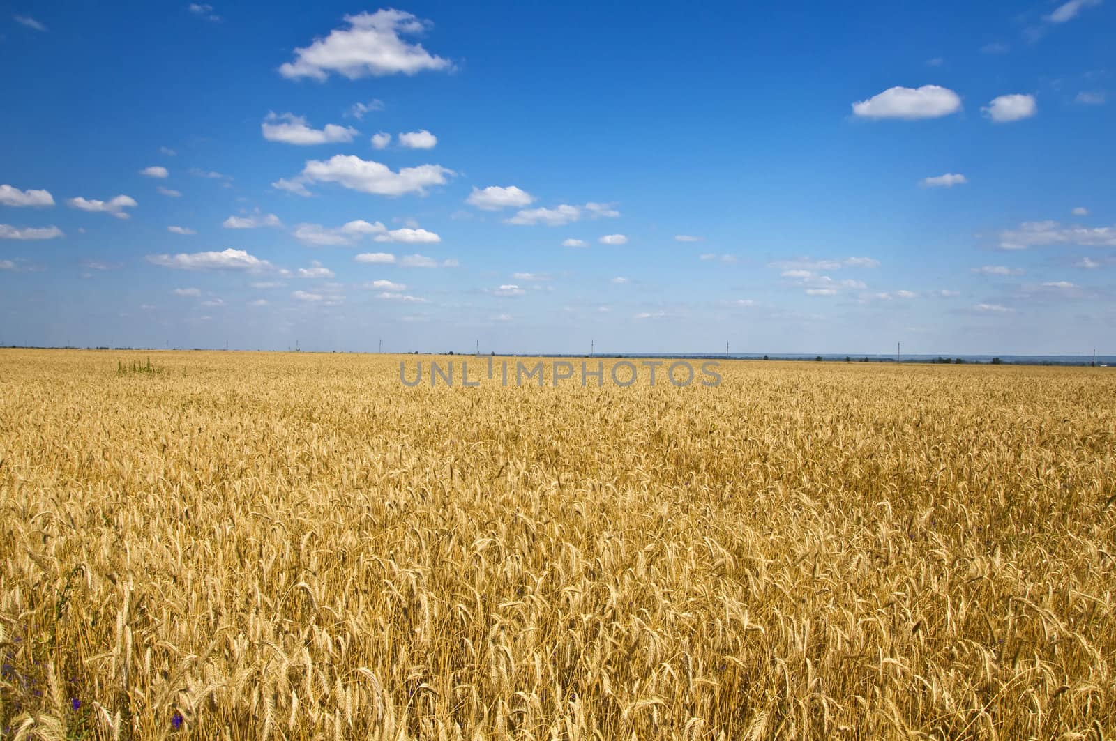 Field of rye in the blue sky. Summer landscape. Country Life