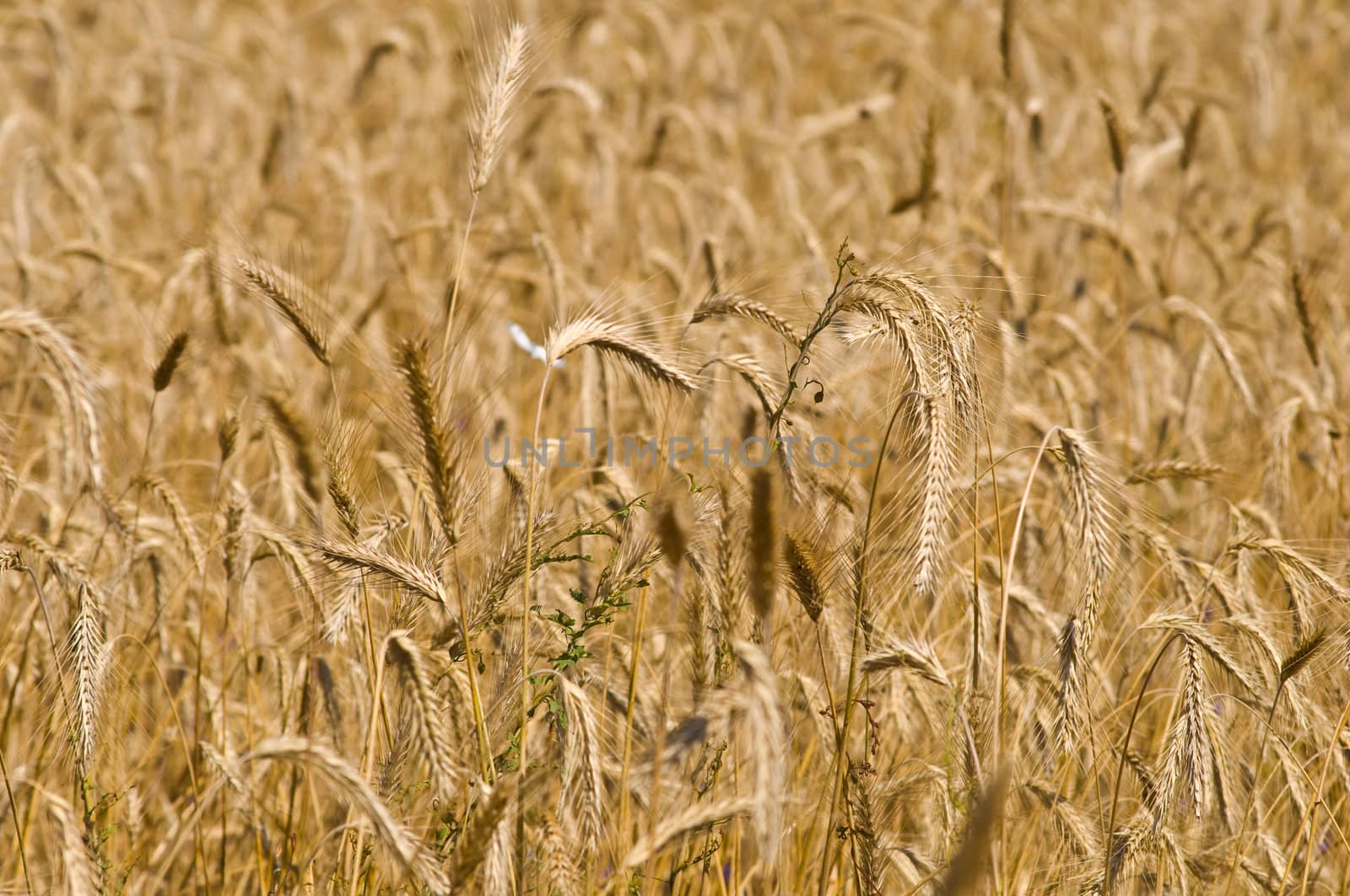 Field of rye by Oledjio