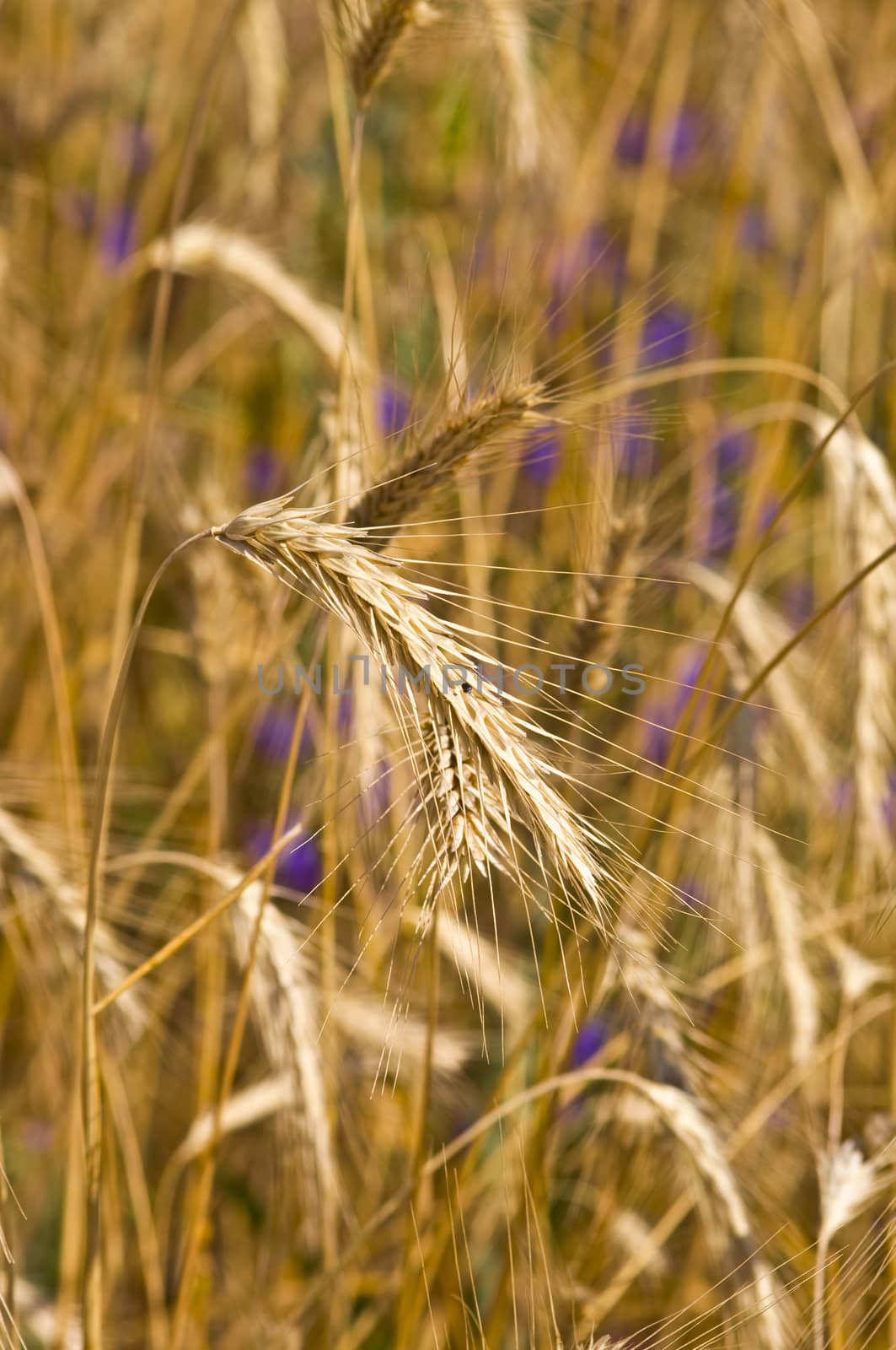Field of rye. Fragment. Harvest time. Summer landscape