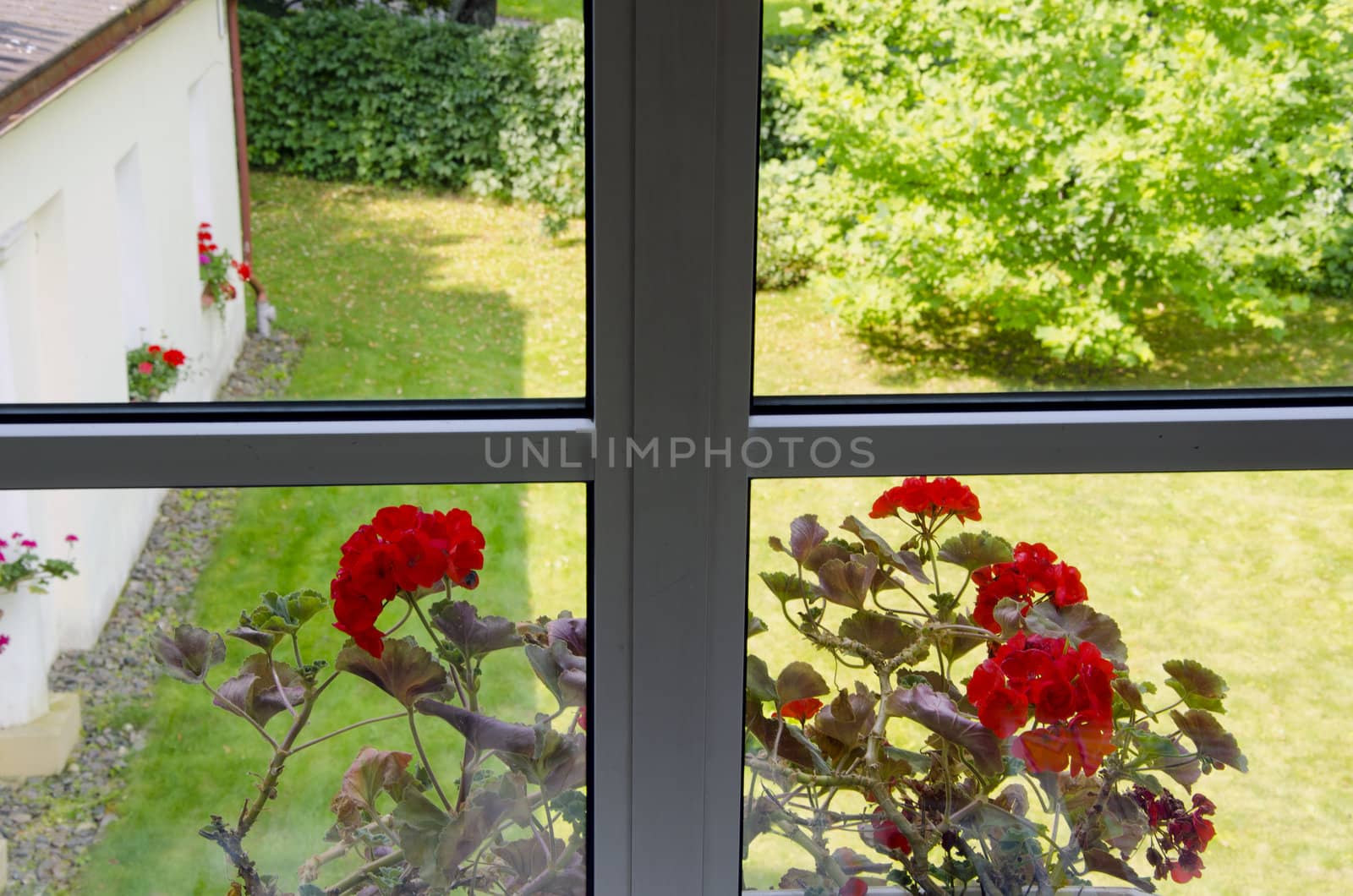 Nice view from plastic window. Red flowers on the sill. Lawn in the yard.