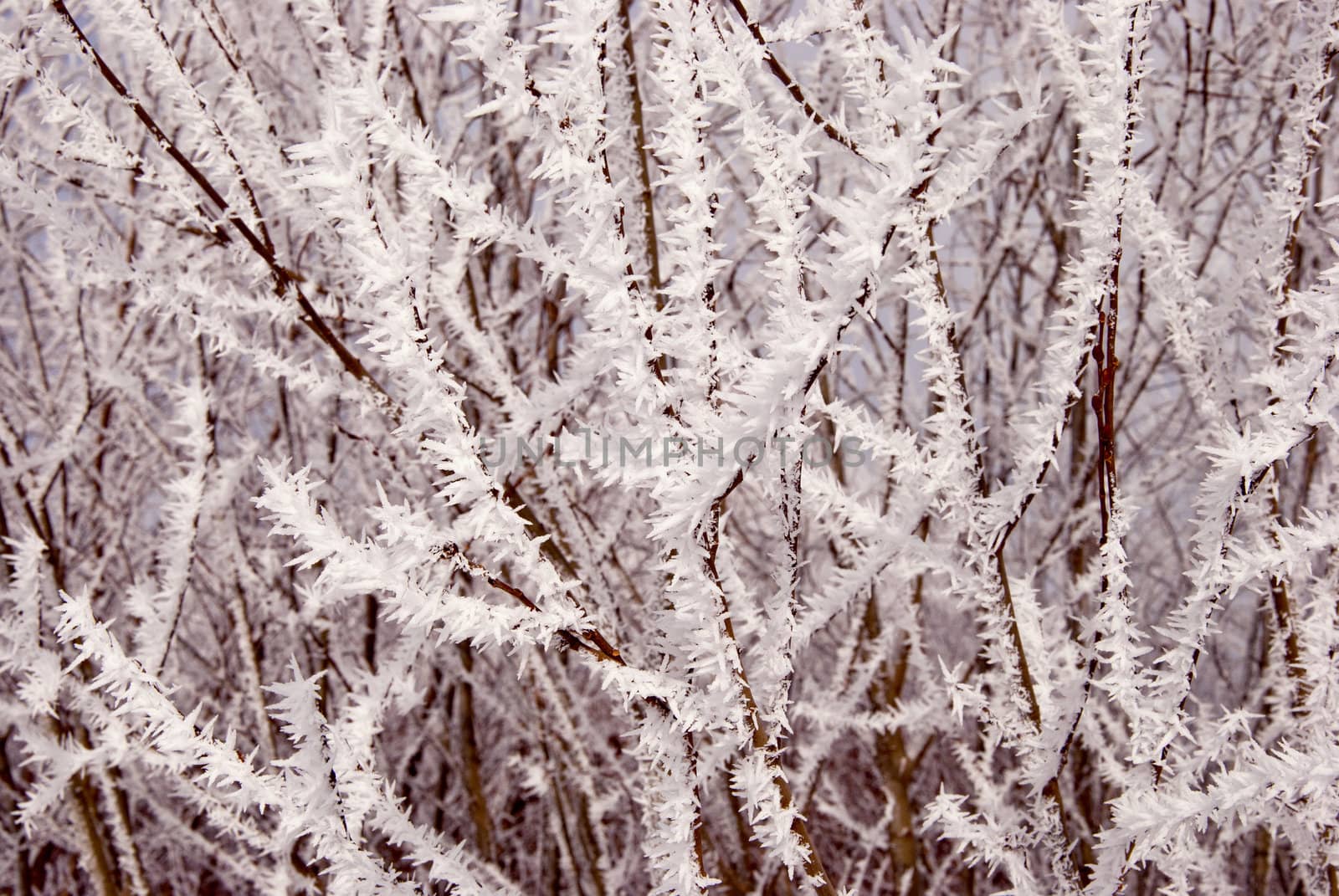 white frost covered branches and thorn of the tree in very cold winter