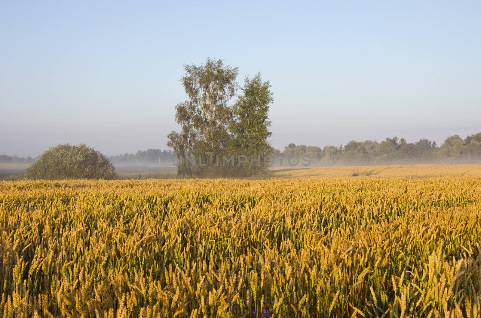 Field of wheat. by sauletas