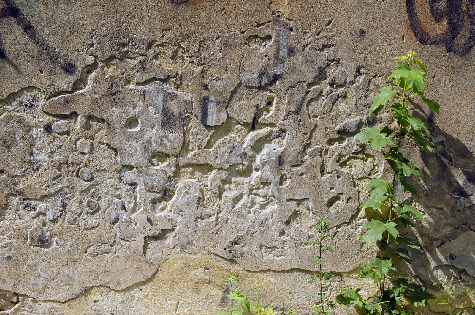 Old crumbling wall with little maple plants near it. Background.