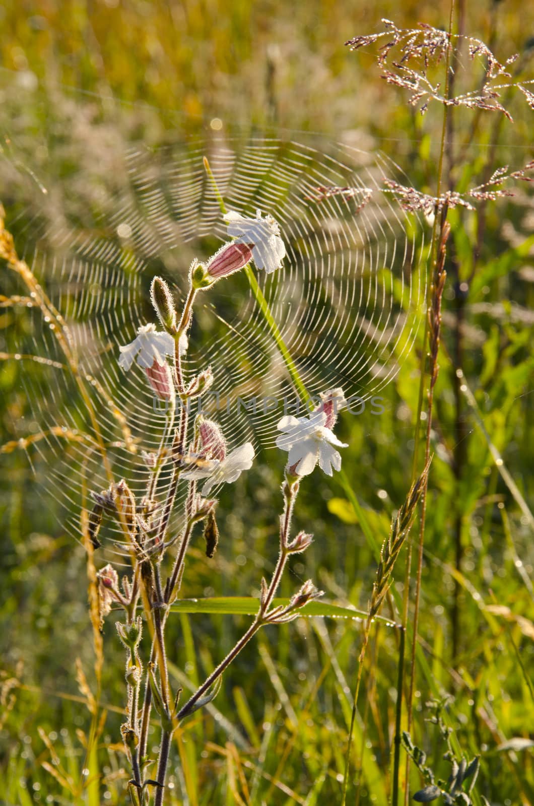 Summer dew on the web - a frequent guest. Nice white flower blooms.