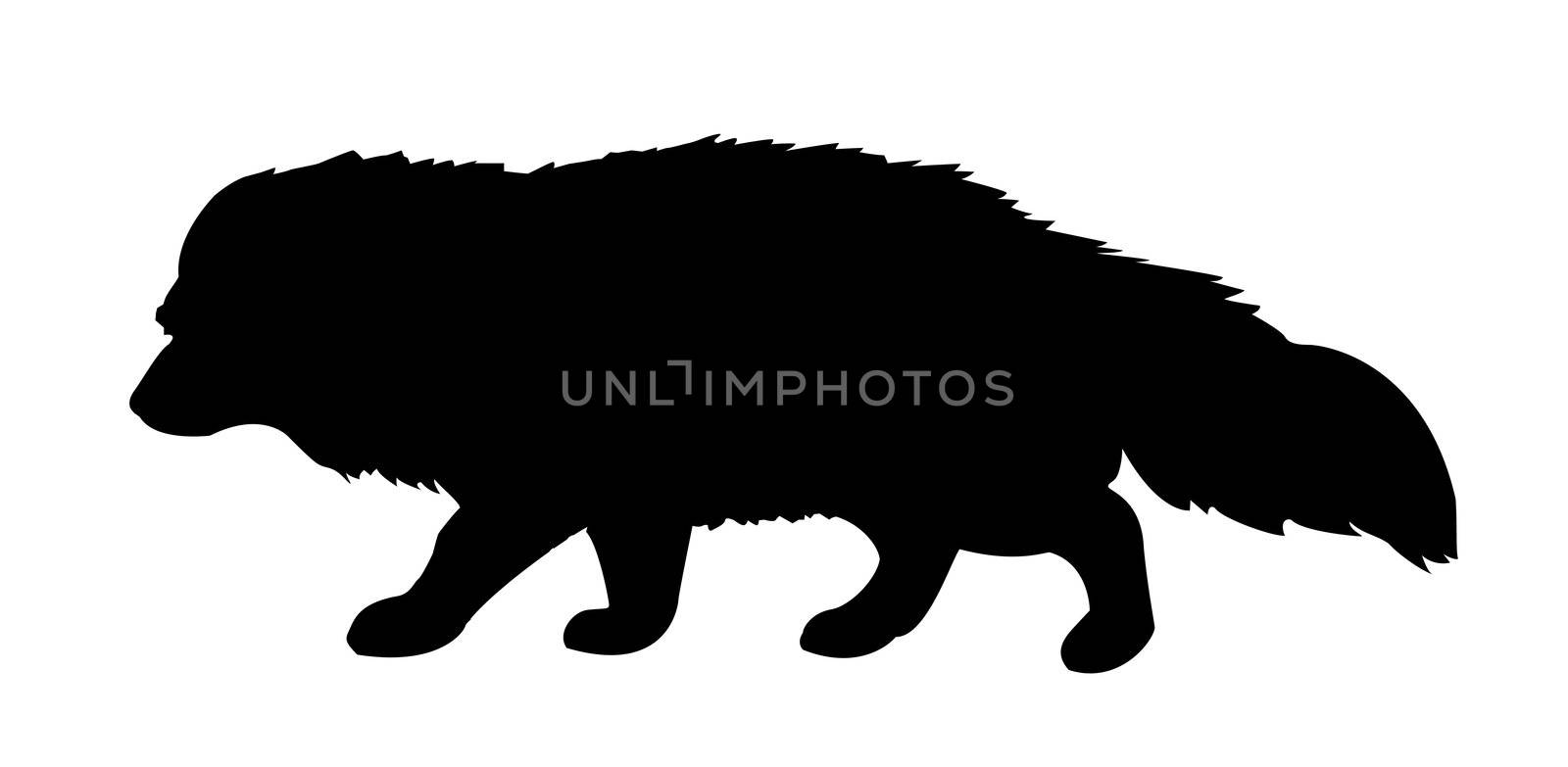 silhouette polar fox on white background by basel101658