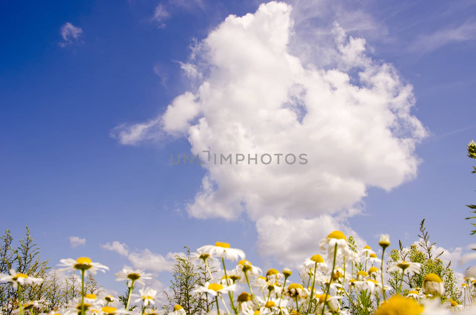 Daisy in the background of sky. by sauletas