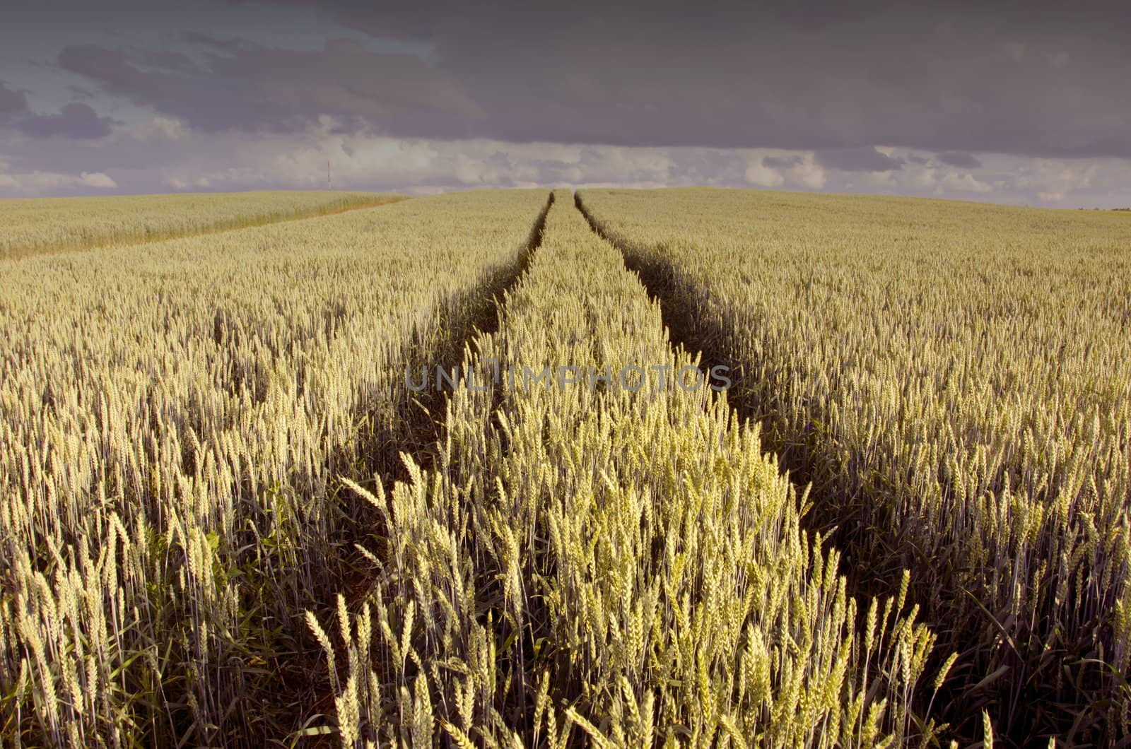 Tractor wheel marks on the field of riped wheat and electric wires.