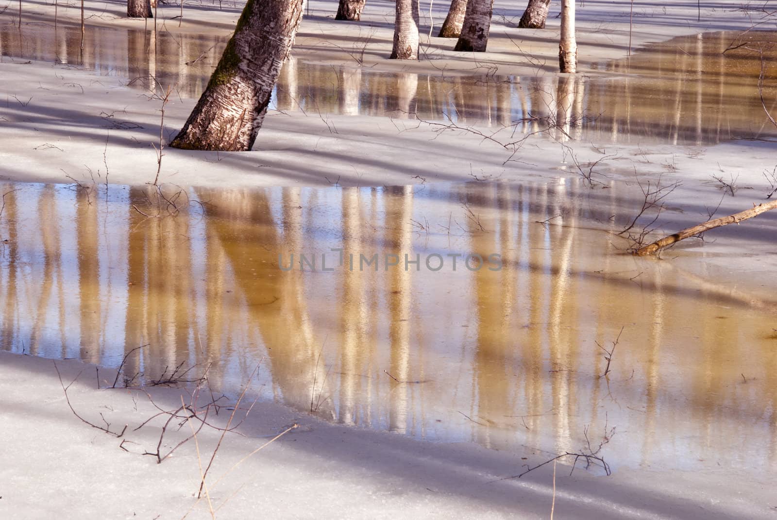 Birch grove frozen in the ice. Spring thaw.