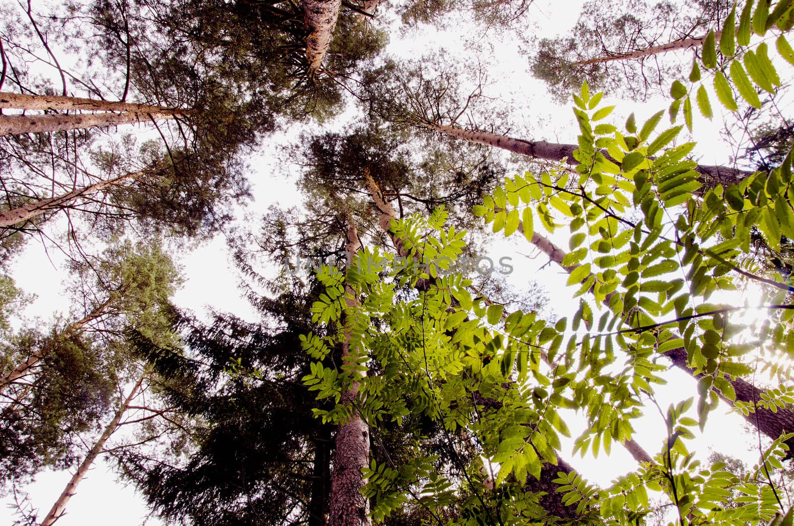 Top of the pine trees in the forest visible through little tree leaves.