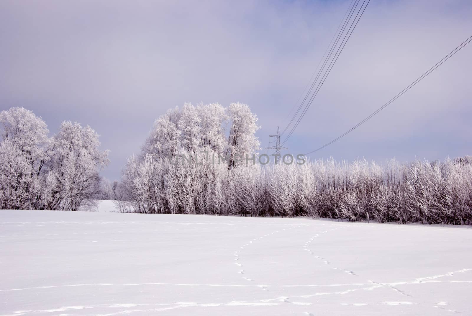 Hoarfrost on the trees and high voltage electricity wires.