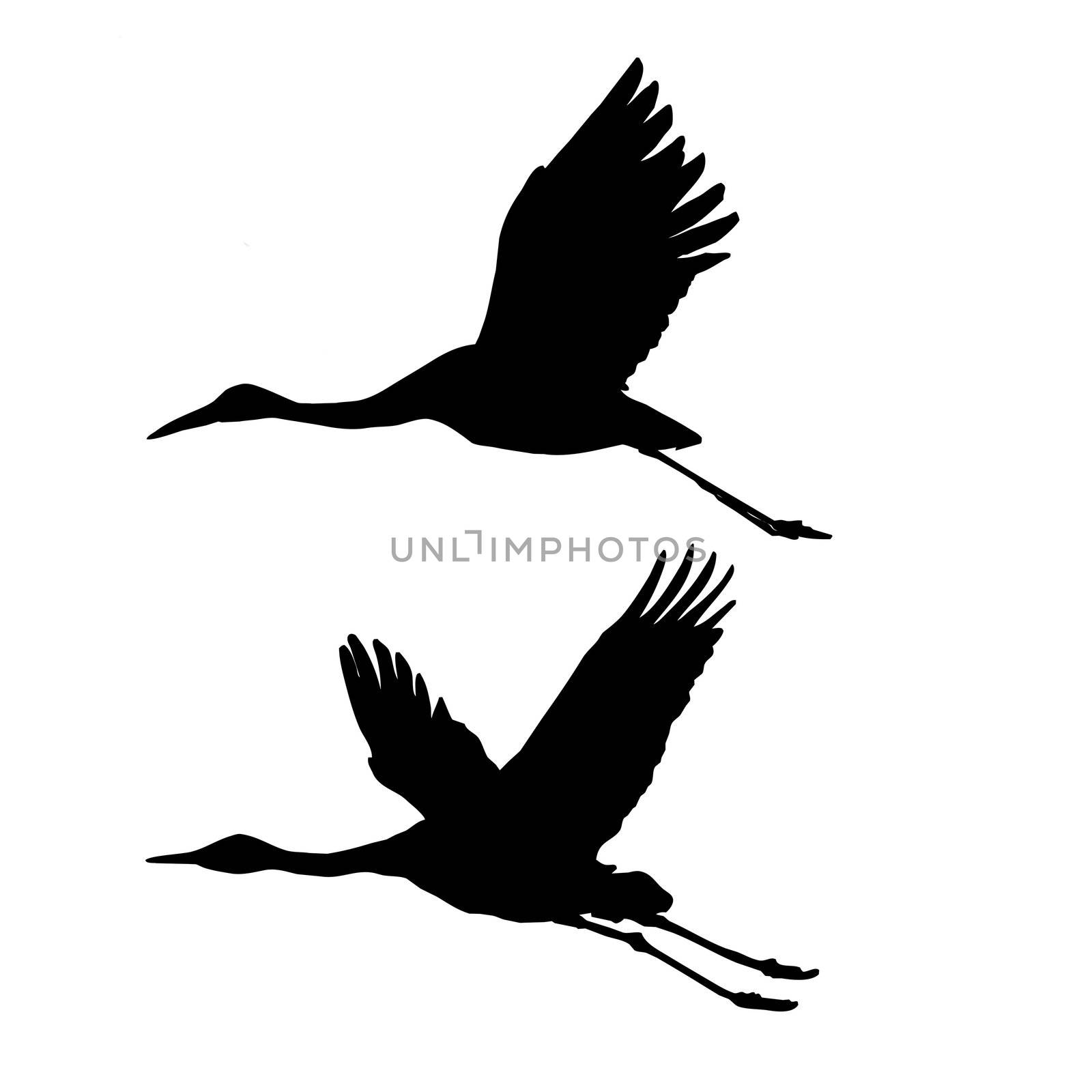vector silhouette flying cranes isolated on white background by basel101658