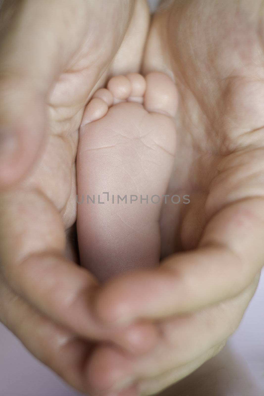 8 days old girl's feet in her mother's hands, very tiny toes with shallow depth of field. Vertical.