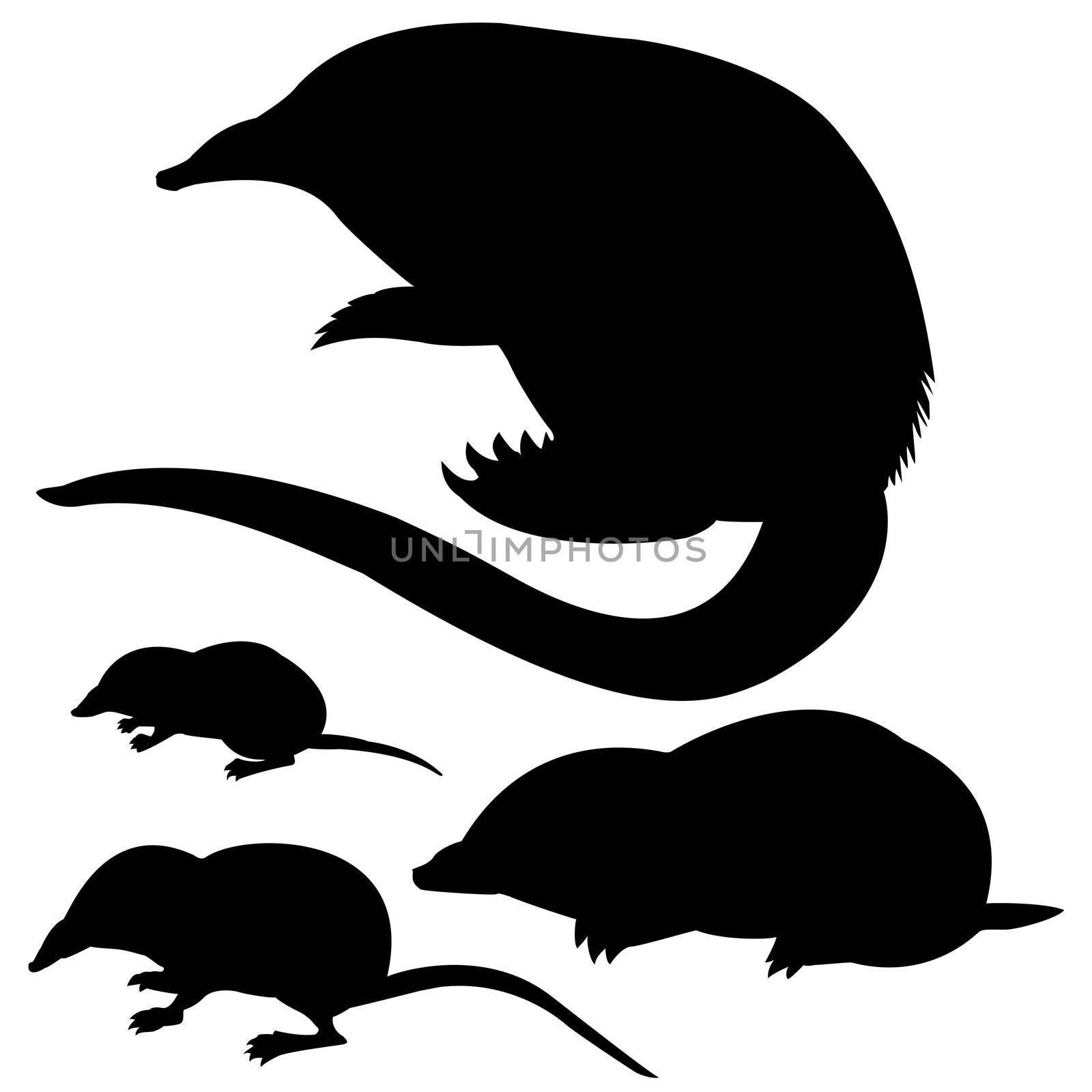 vector silhouette of the mole, mouse and desmans on white backg by basel101658