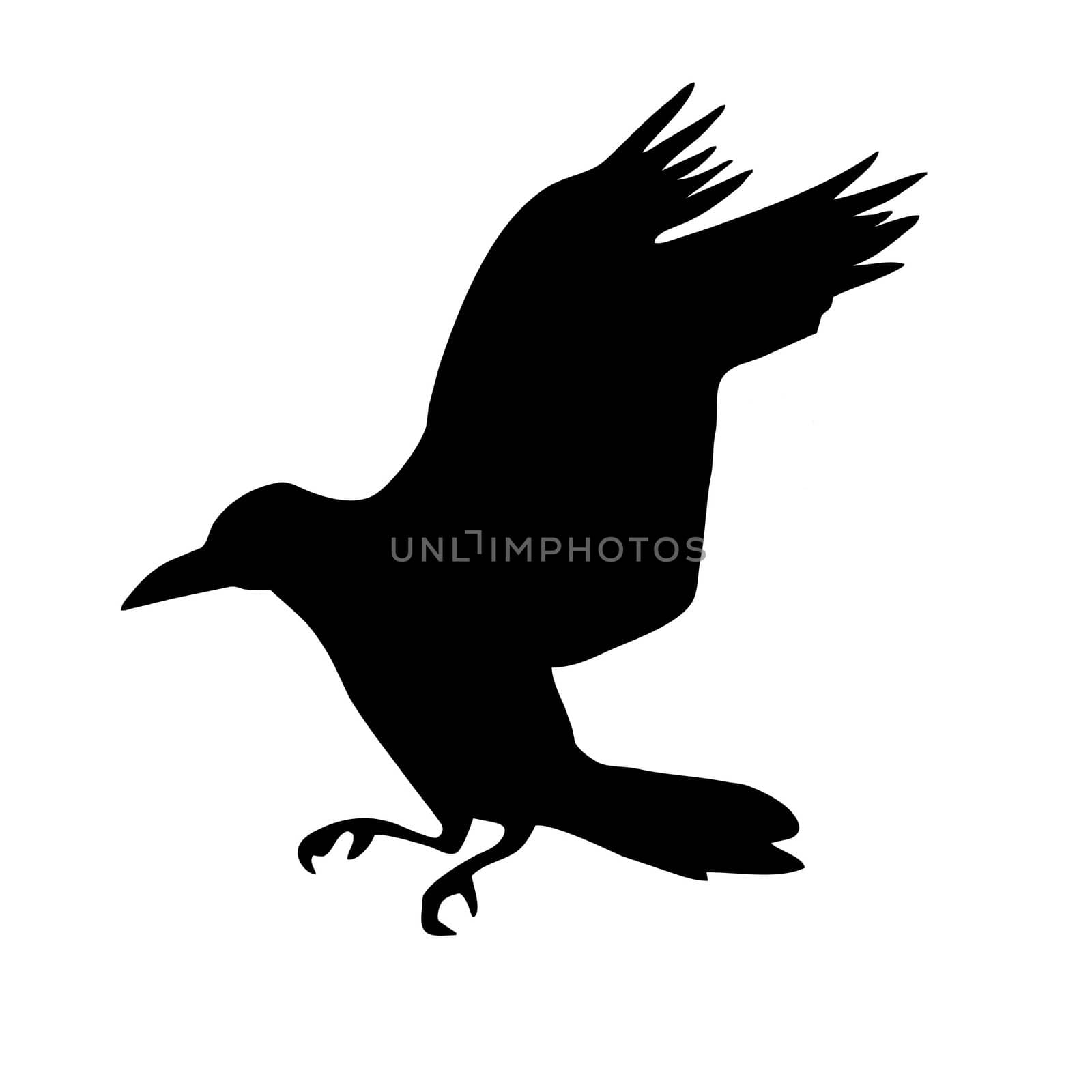 vector silhouette of the raven isolated on white background by basel101658