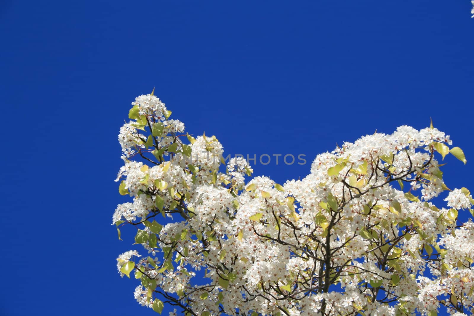 White cherry blossoms over clear blue sky.
