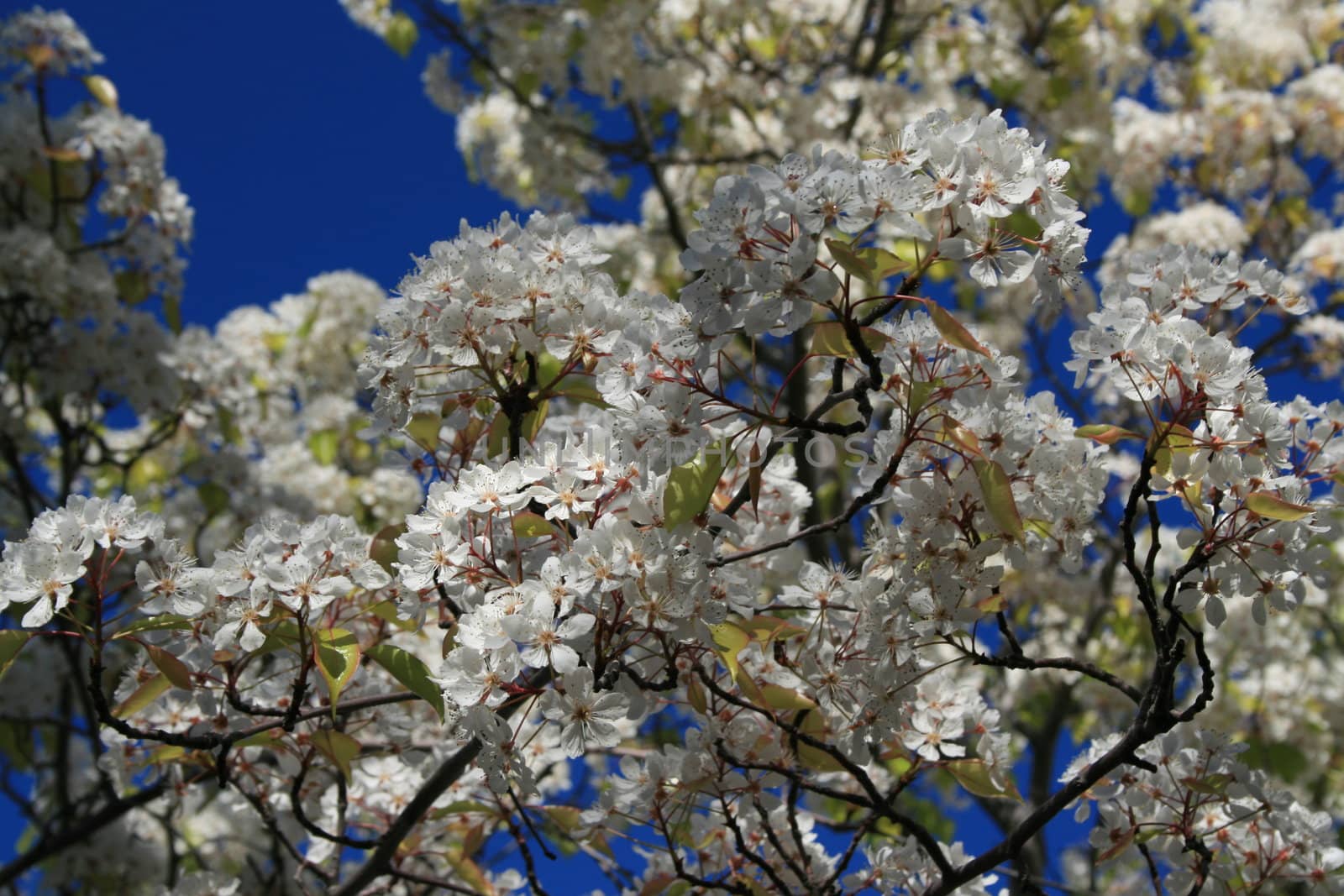 White cherry blossoms over clear blue sky.
