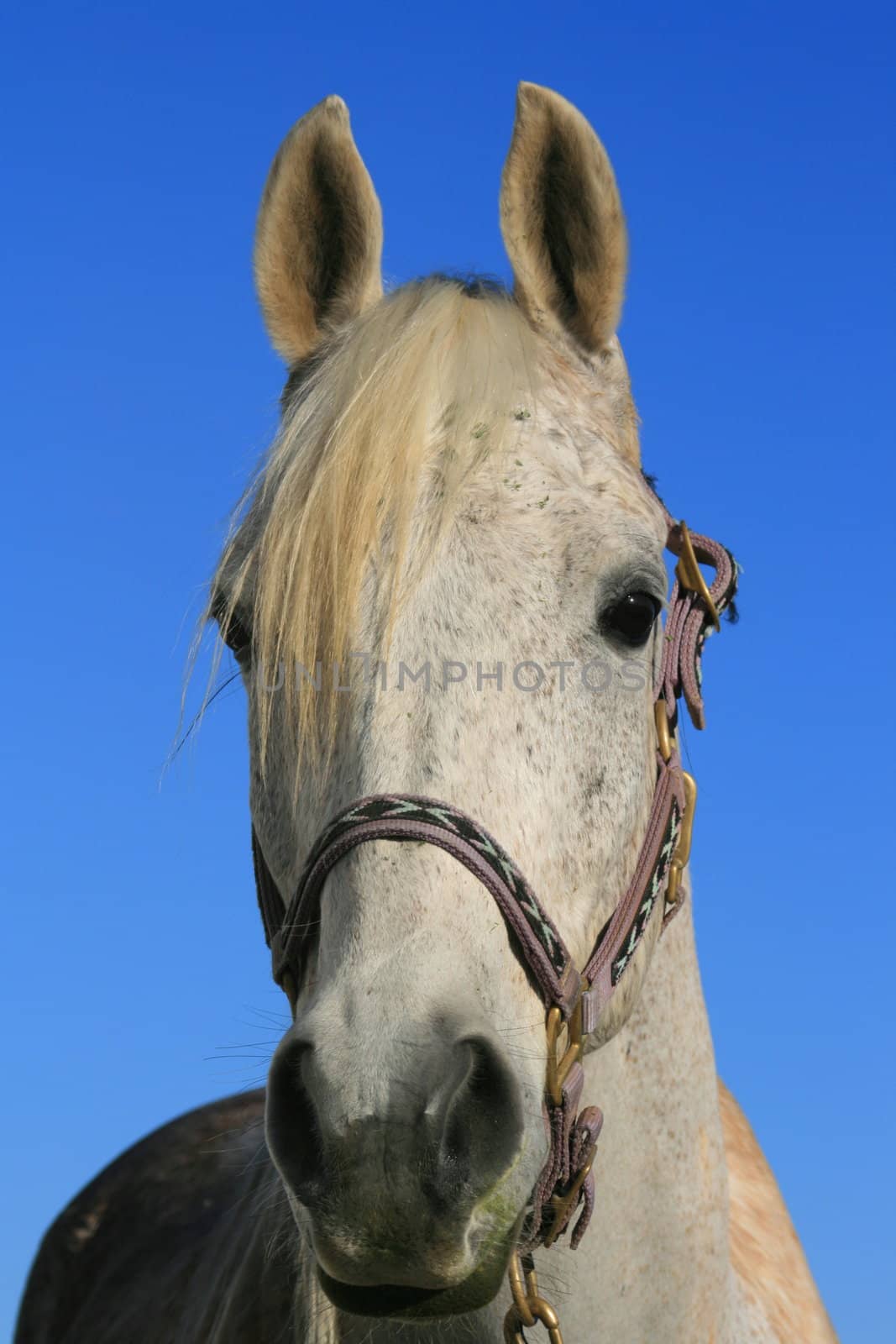Headshot of a horse over clear blue sky.
